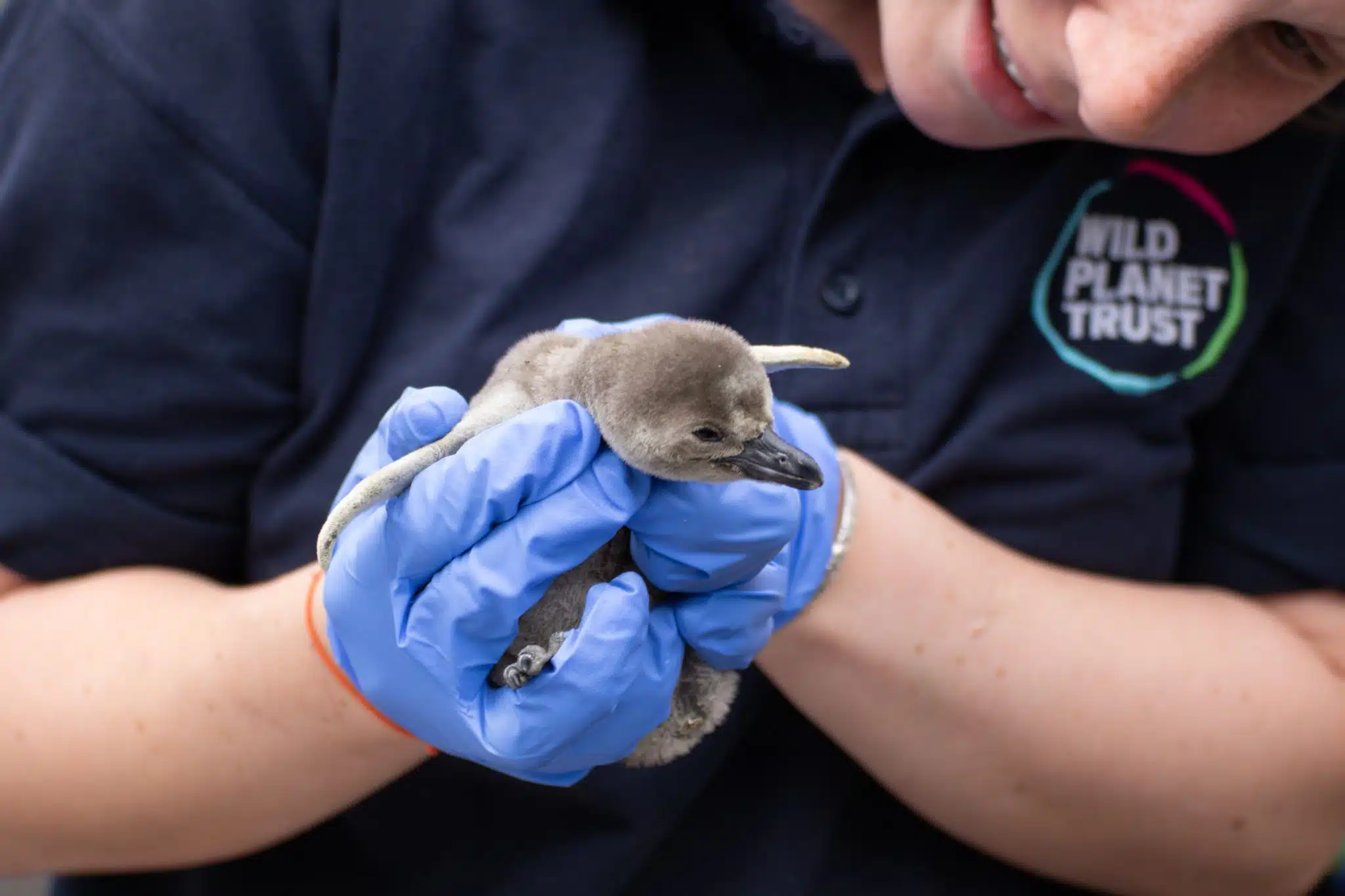Humboldt penguin chicks at Newquay Zoo