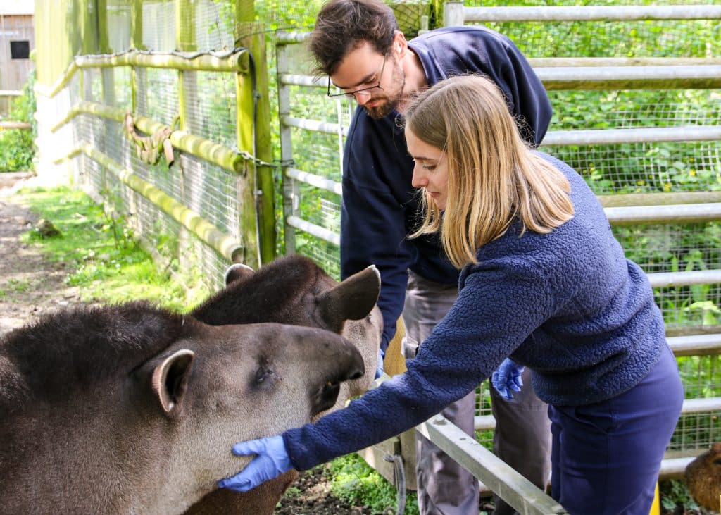 Tapir and capybara feeding experience at Newquay Zoo