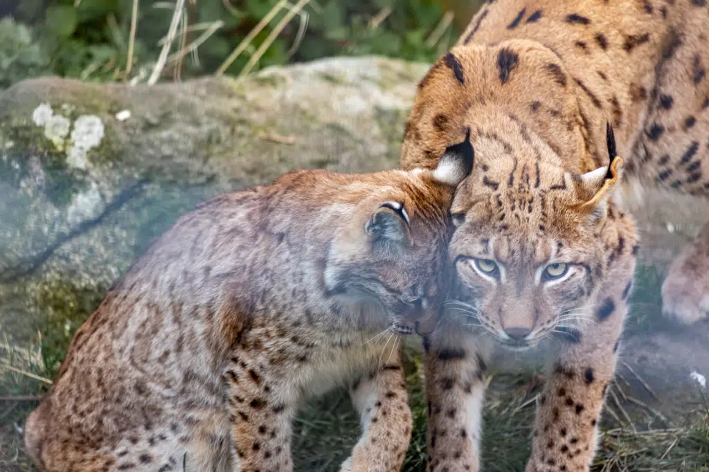 Young Carpathian lynx at Newquay Zoo with mother Kicsi before joining rewilding programme
