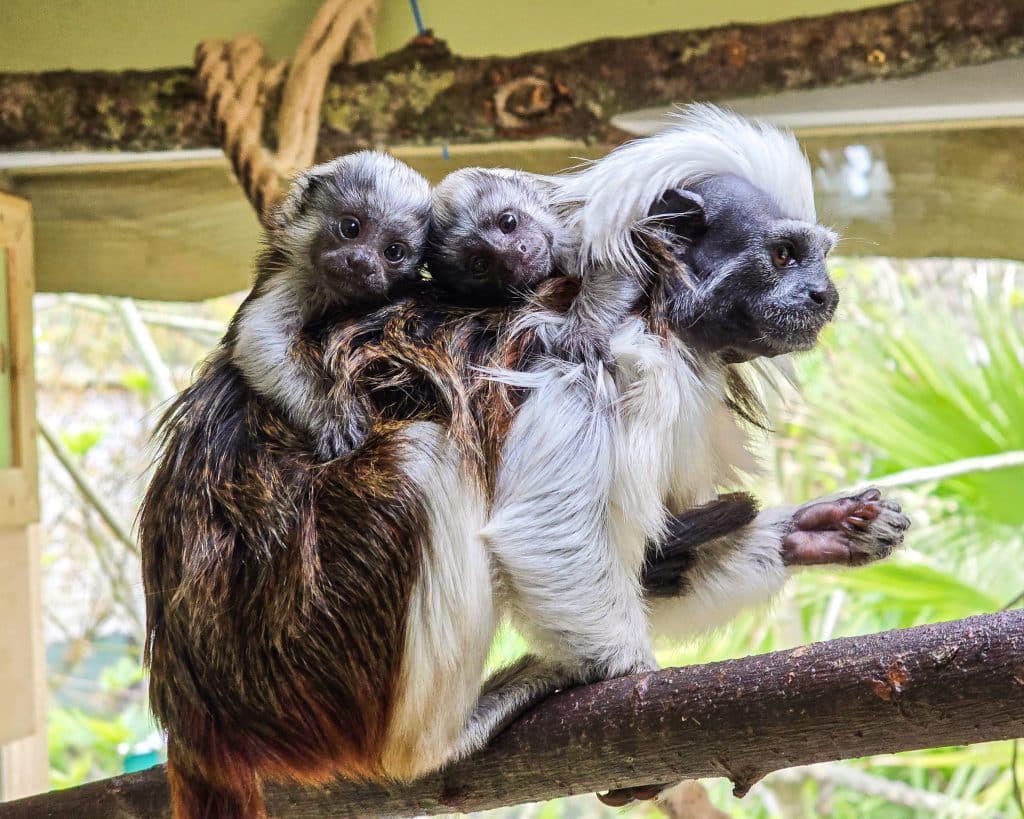 250423 Newquay Zoo Cotton Top Tamarin Twins GB HR 1
