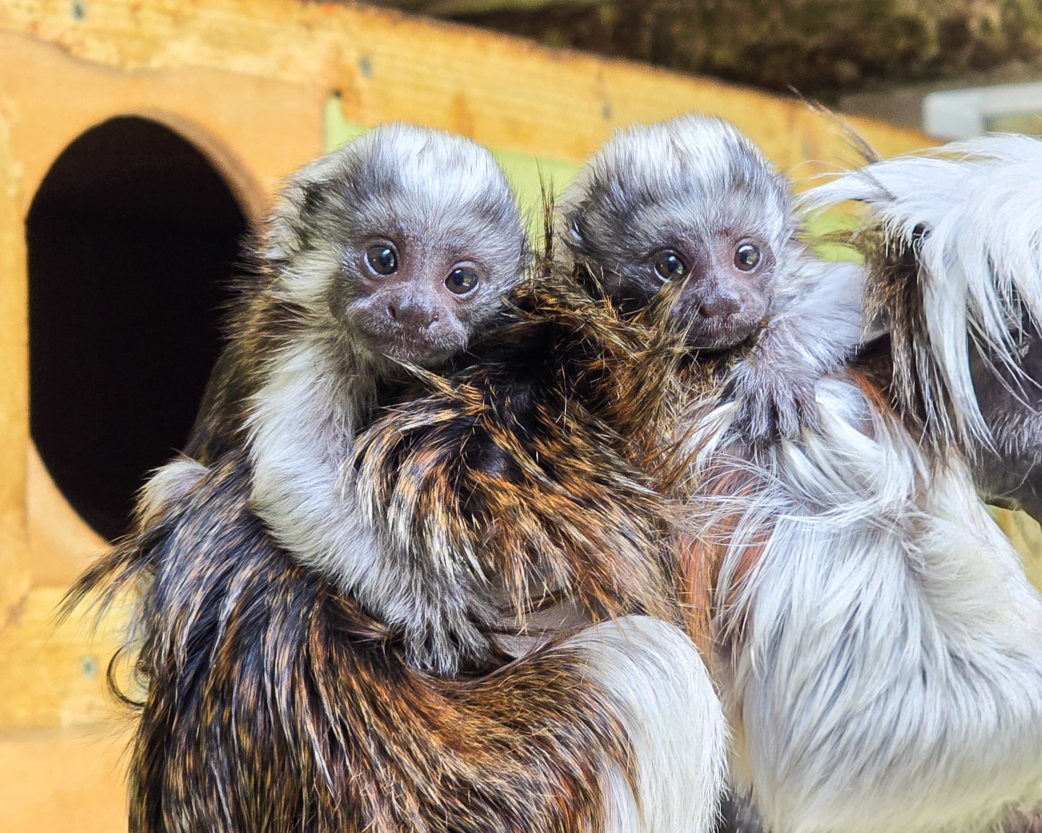 TINY TWINS BRING BIG HOPE: CRITICALLY ENDANGERED PALM-SIZED PRIMATES BORN AT NEWQUAY ZOO 