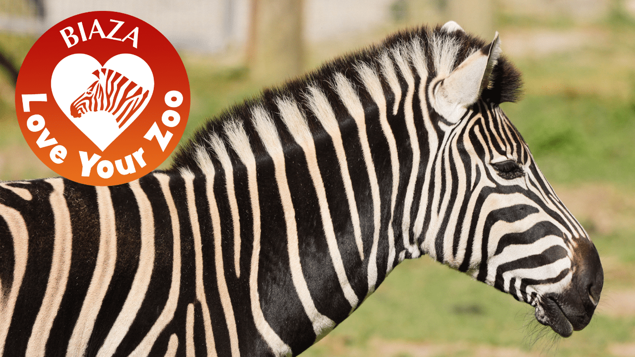 BIAZA Love Your Zoo Zebra