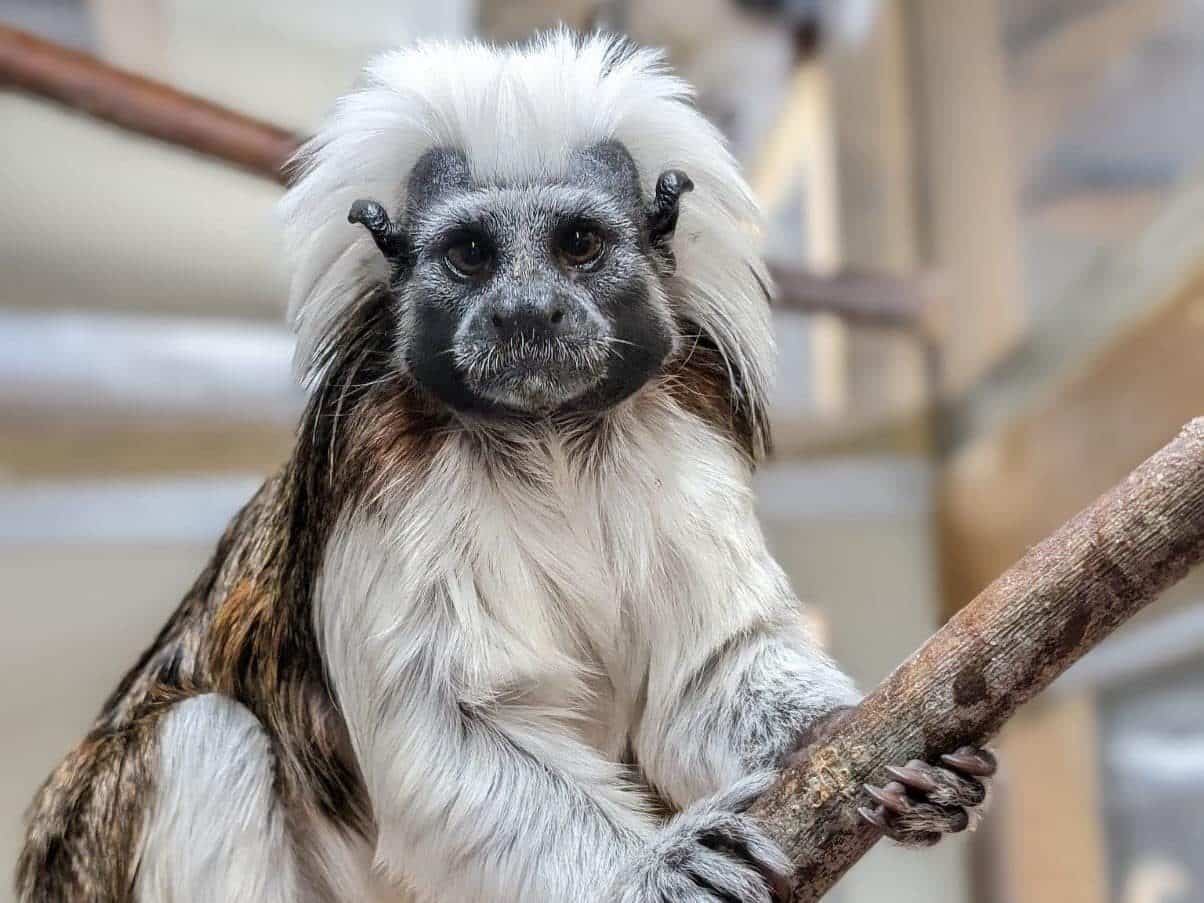cottontoptamarin newquayzoo edited