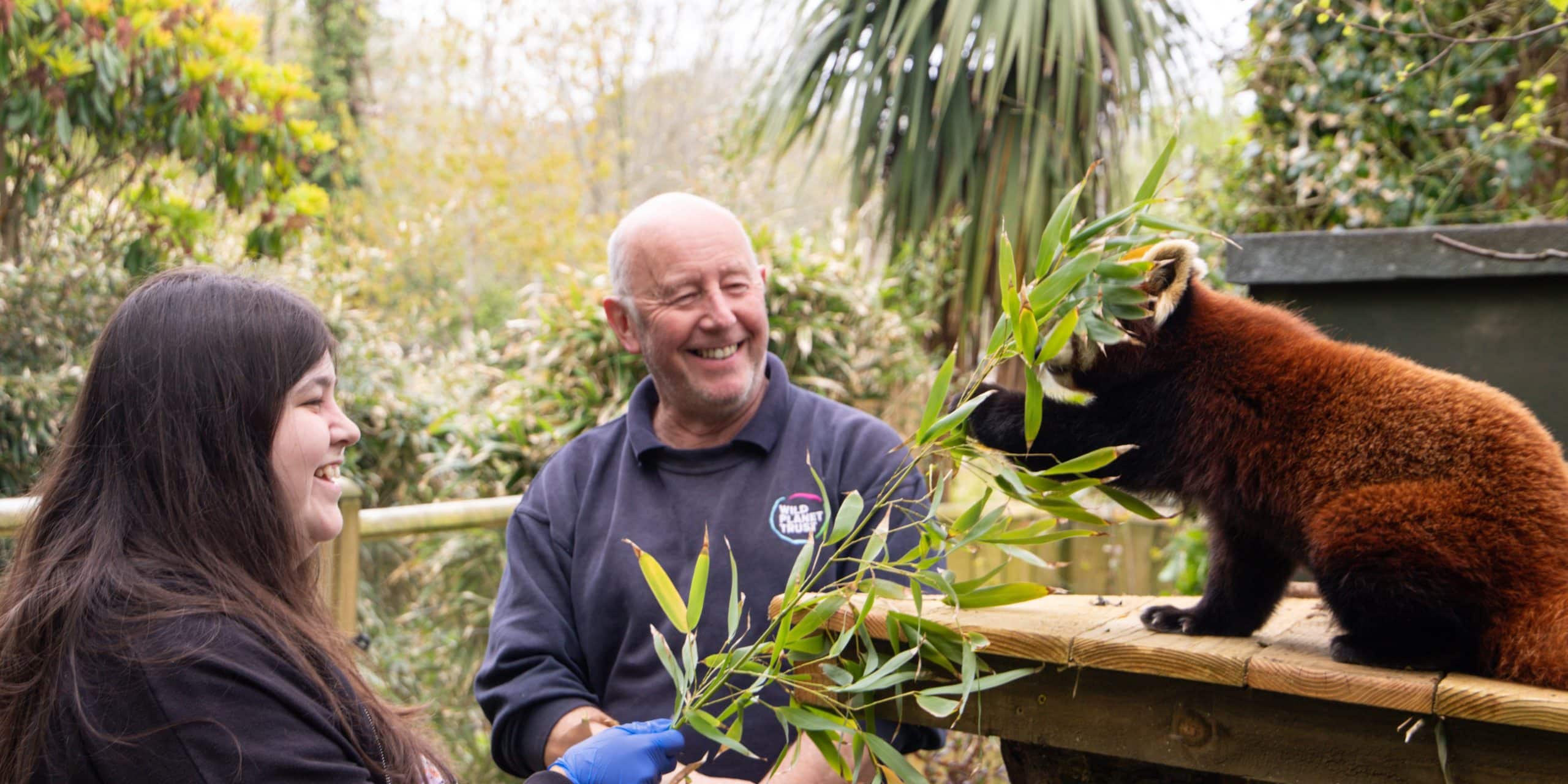 Red panda feeding experience at Newquay Zoo