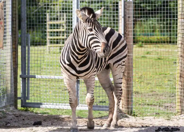Chapman's zebra Parsley on the savannah at Newquay Zoo