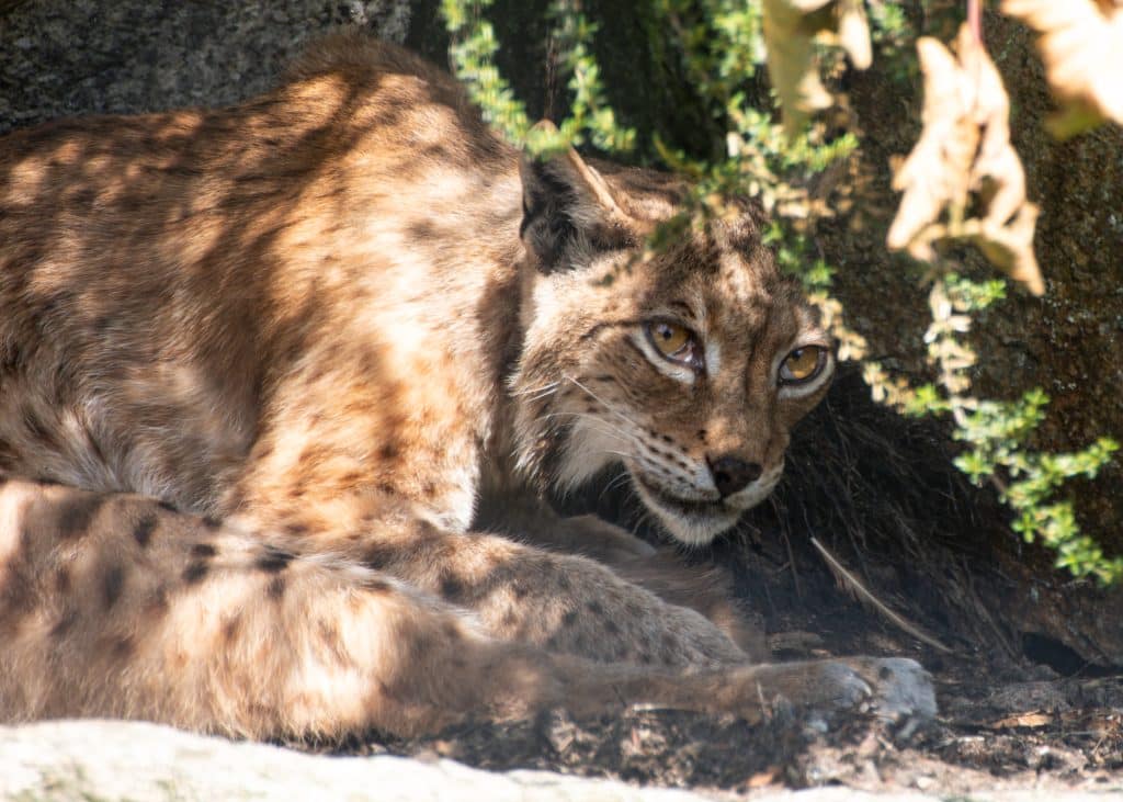 250620 newquay zoo carpathian lynx kitten gb hr 4