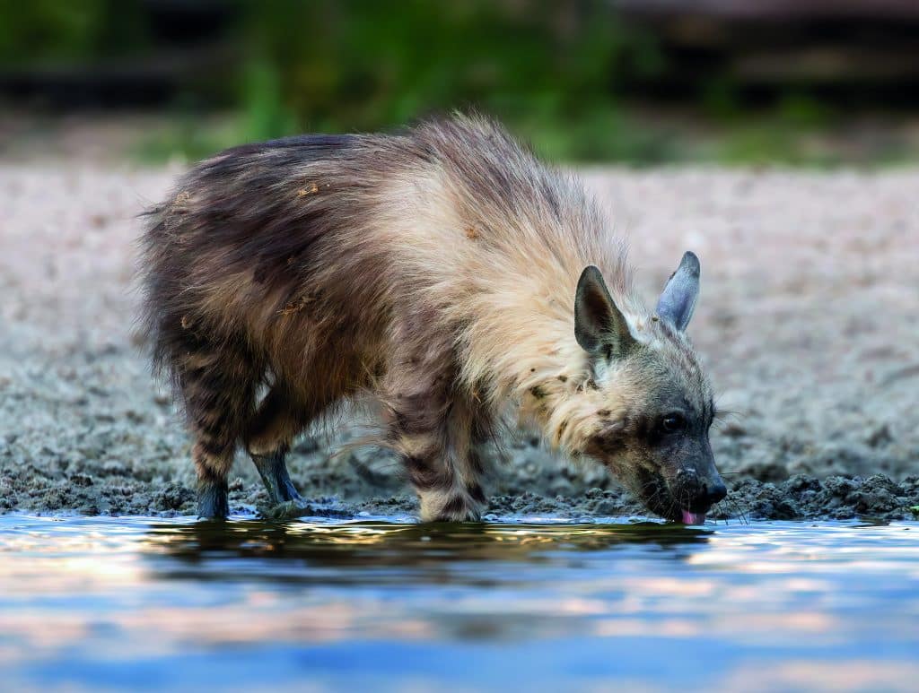 Brown Hyena at Working with Wildlife