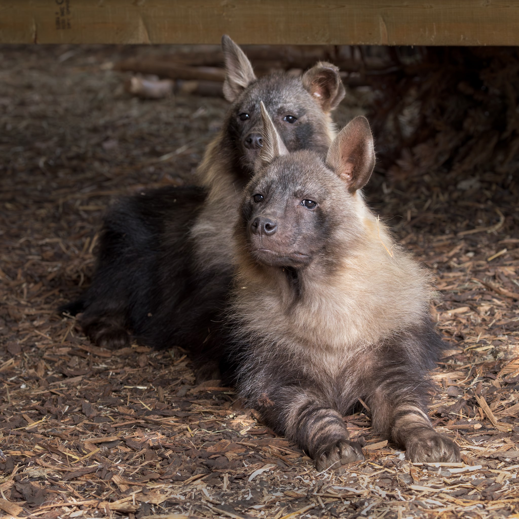 EXTREMELY RARE BROWN HYENAS ARRIVE AT NEWQUAY ZOO FOR THE FIRST TIME  