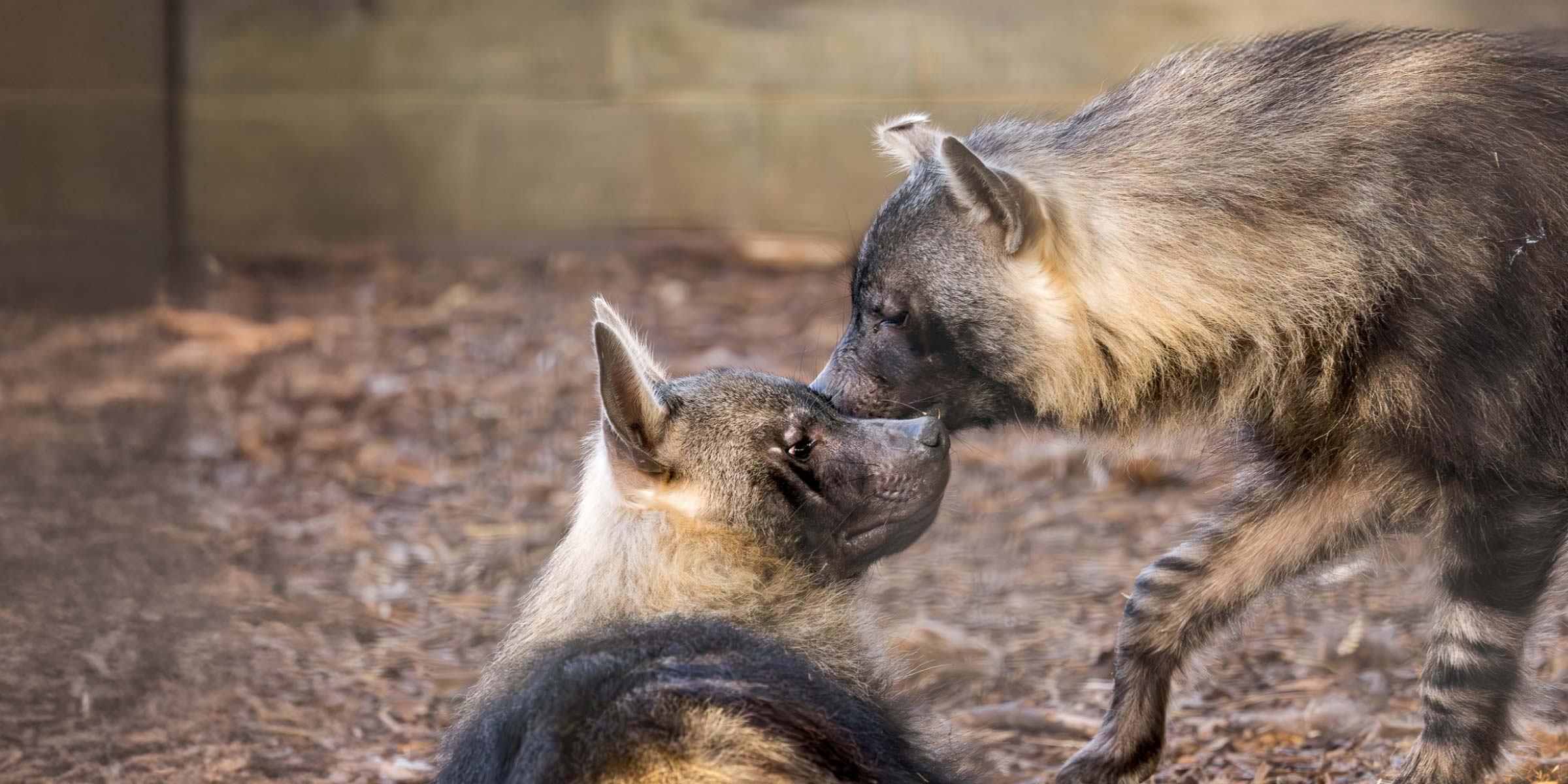 Become a member of Newquay Zoo