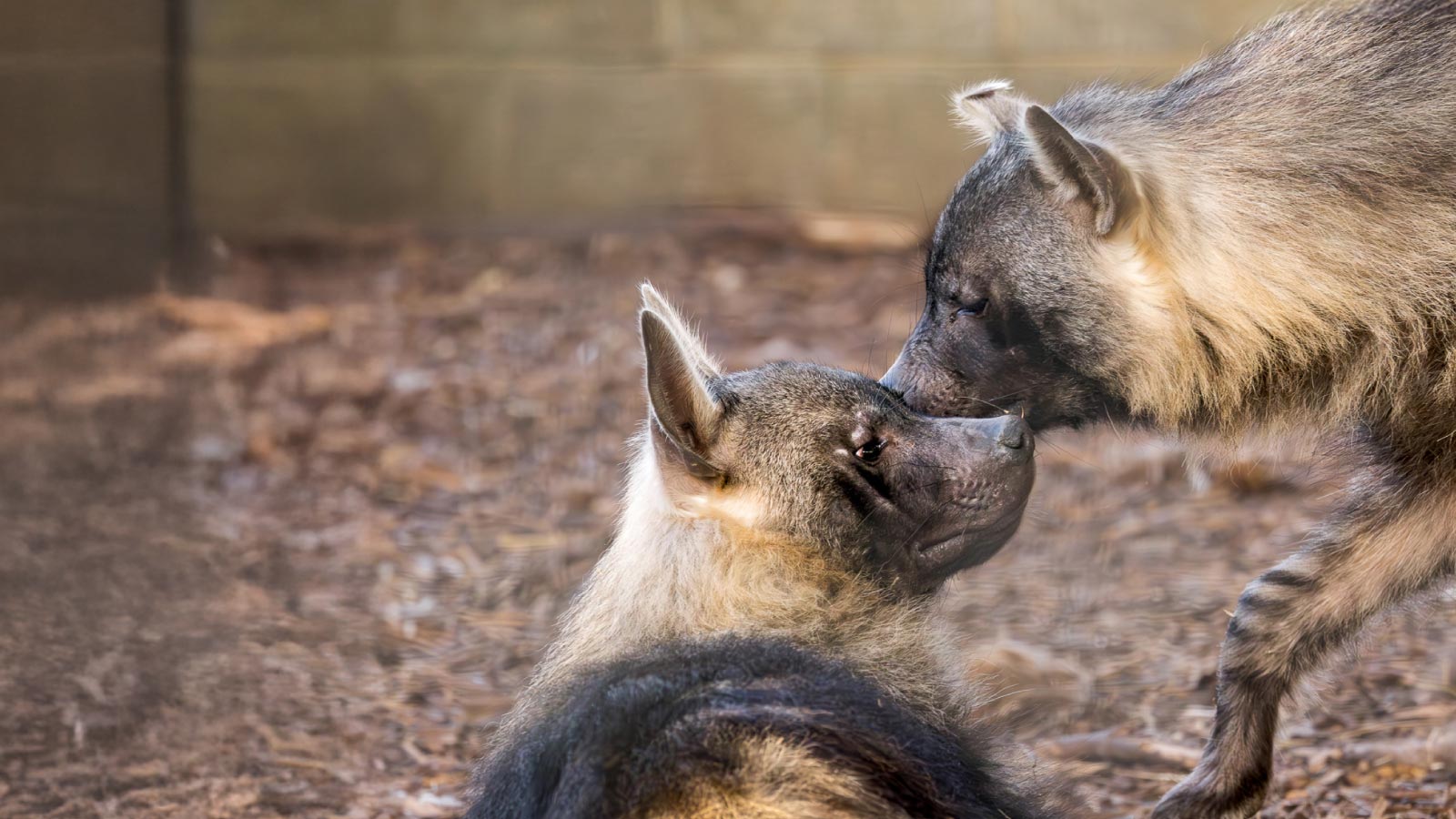 NZ Hyena Sliders Mobile Background
