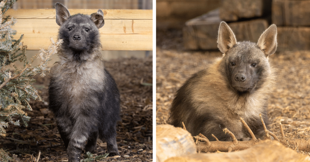 NZ Hyena Flo Quinn