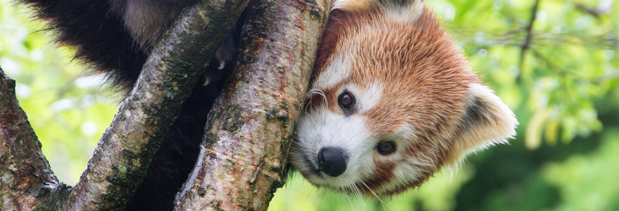 Adopt an animal at Newquay Zoo featuring a red panda in a tree