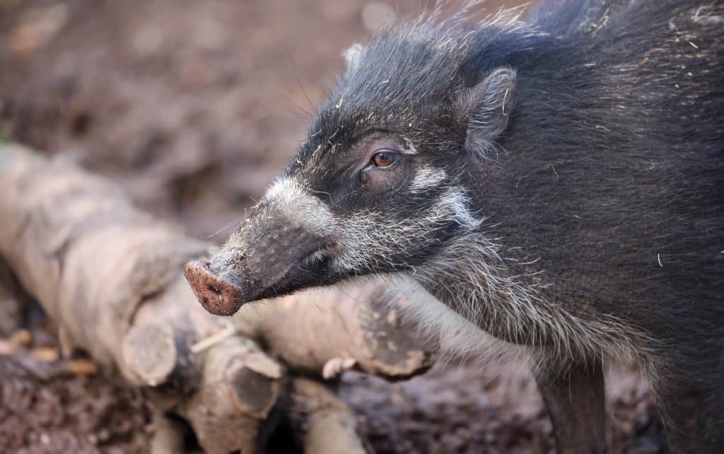 240411 NZ Visayan Warty Pig HR AS 1