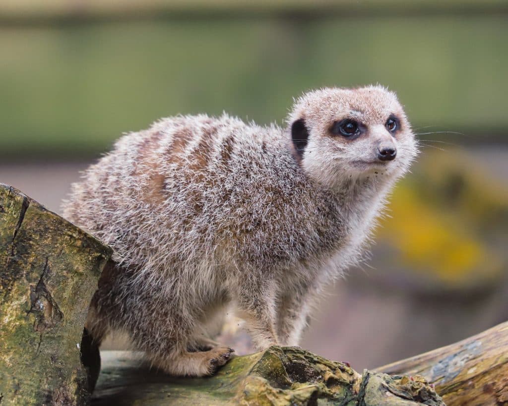 250214 NZ Meerkat BC HR 1