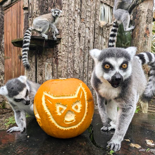 Photo of four lemurs in by some wood, stood around an orange pumpkin with a lemur face carved into it.