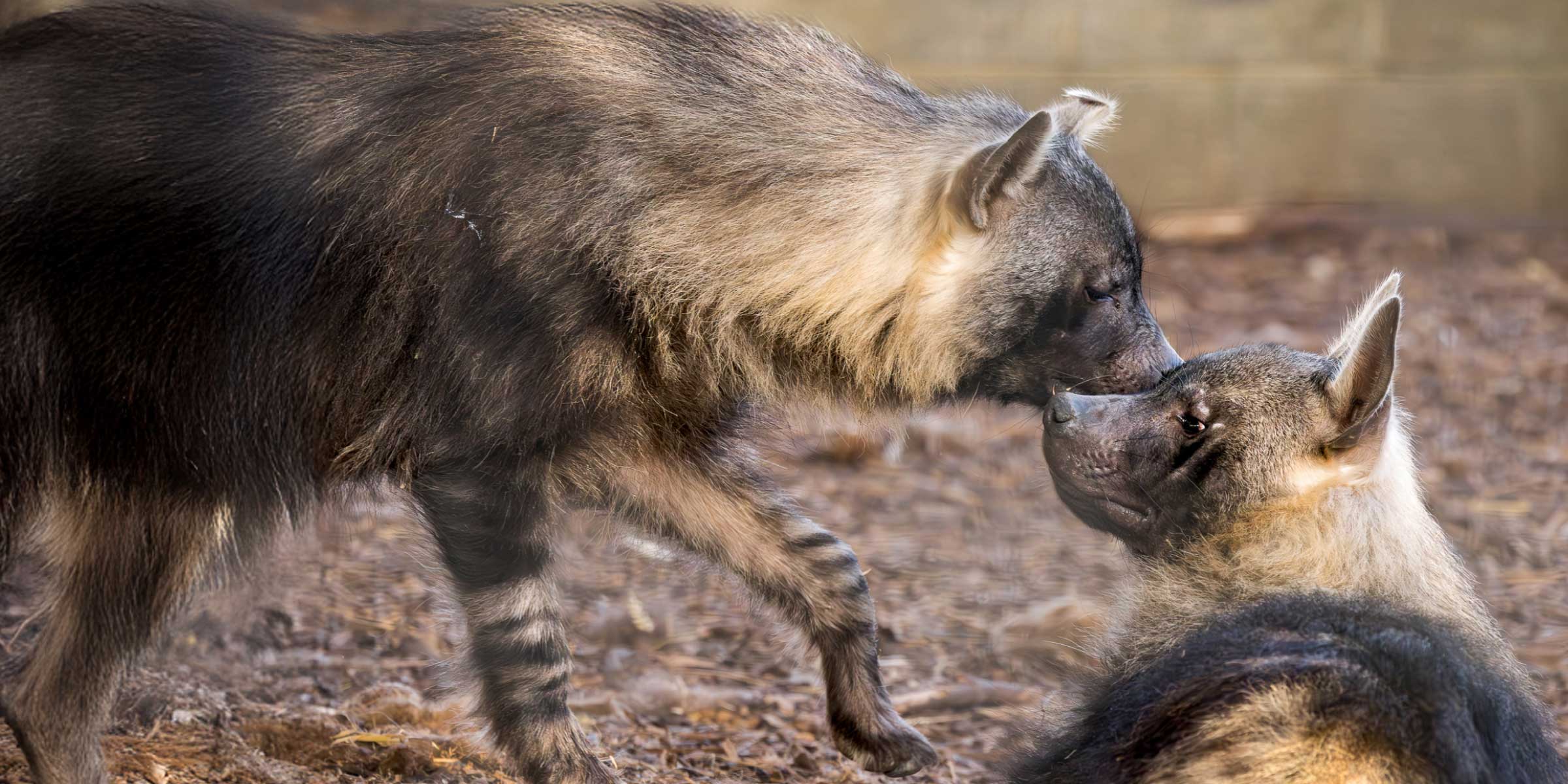 Newquay Zoo Hyena Slider Desktop Background