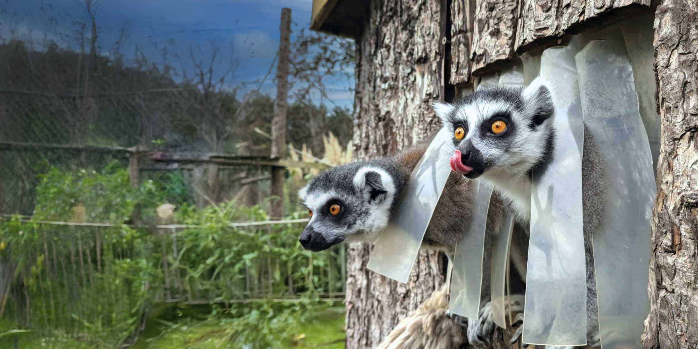 Newquay Zoo Memberships Slider Desktop Background