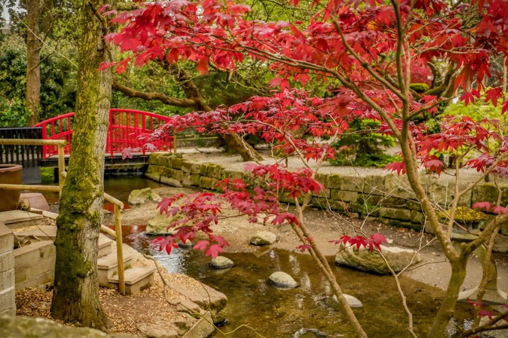 250426 Newquay Zoo Oriental Garden Maple Bridge Otter 1