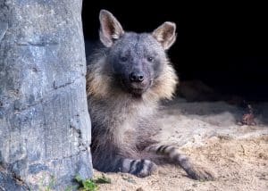 250901 NZ Brown Hyena BC HR 3