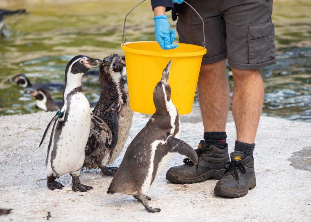 250901 NZ Humboldt Penguin BC HR 12