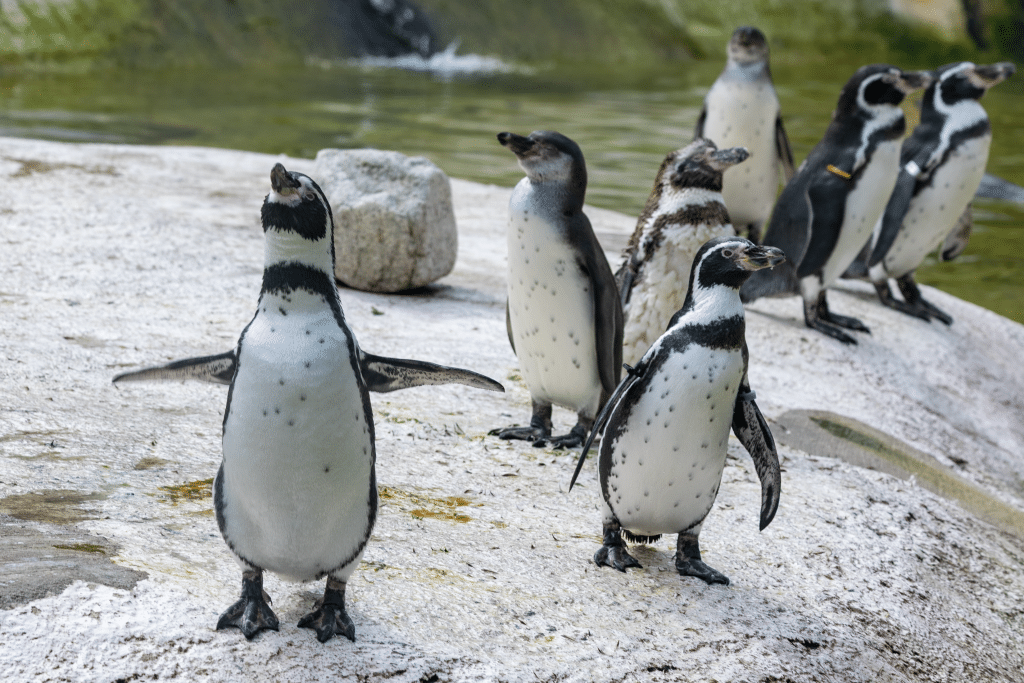 250901 Newquay Zoo Humboldt Penguin Pool Farah Adaci 6