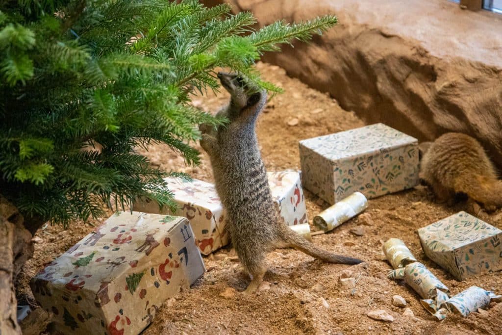 pz meerkat xmas enrichment 12 20 ad lr 15