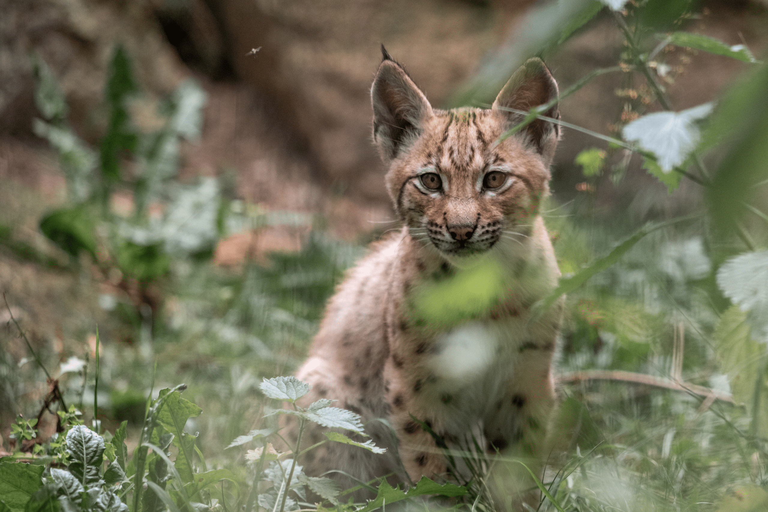 250813 newquay zoo carpathian lynx kitten farah adaci 30 scaled