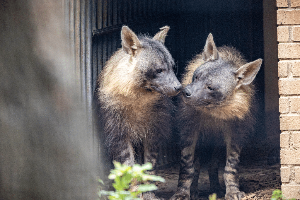 Brown hyena siblings Flo and Quinn in their enclosure at Newquay Zoo