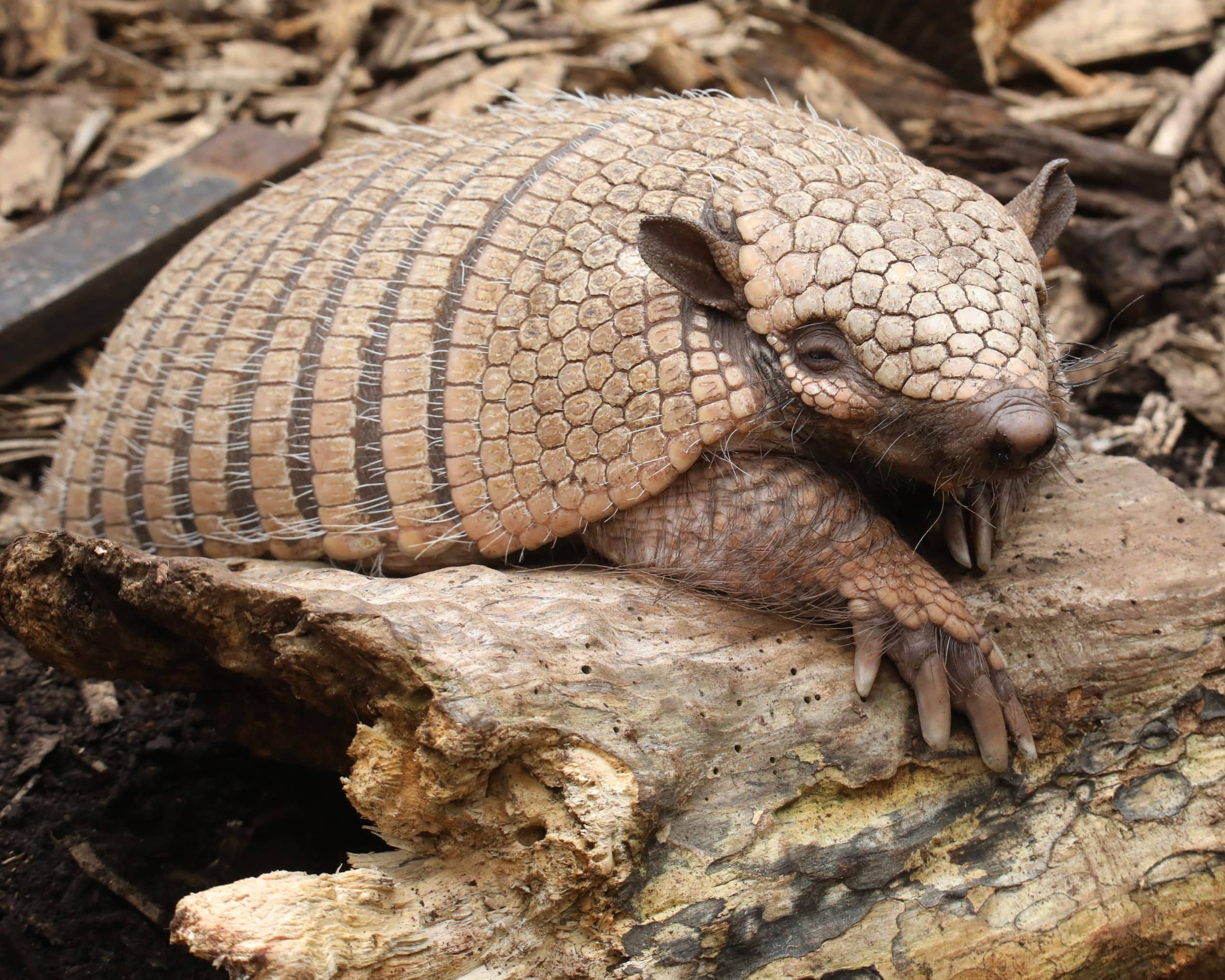 250721 Newquay Zoo Six Banded Armadillo Miriam Haas HR 4 scaled