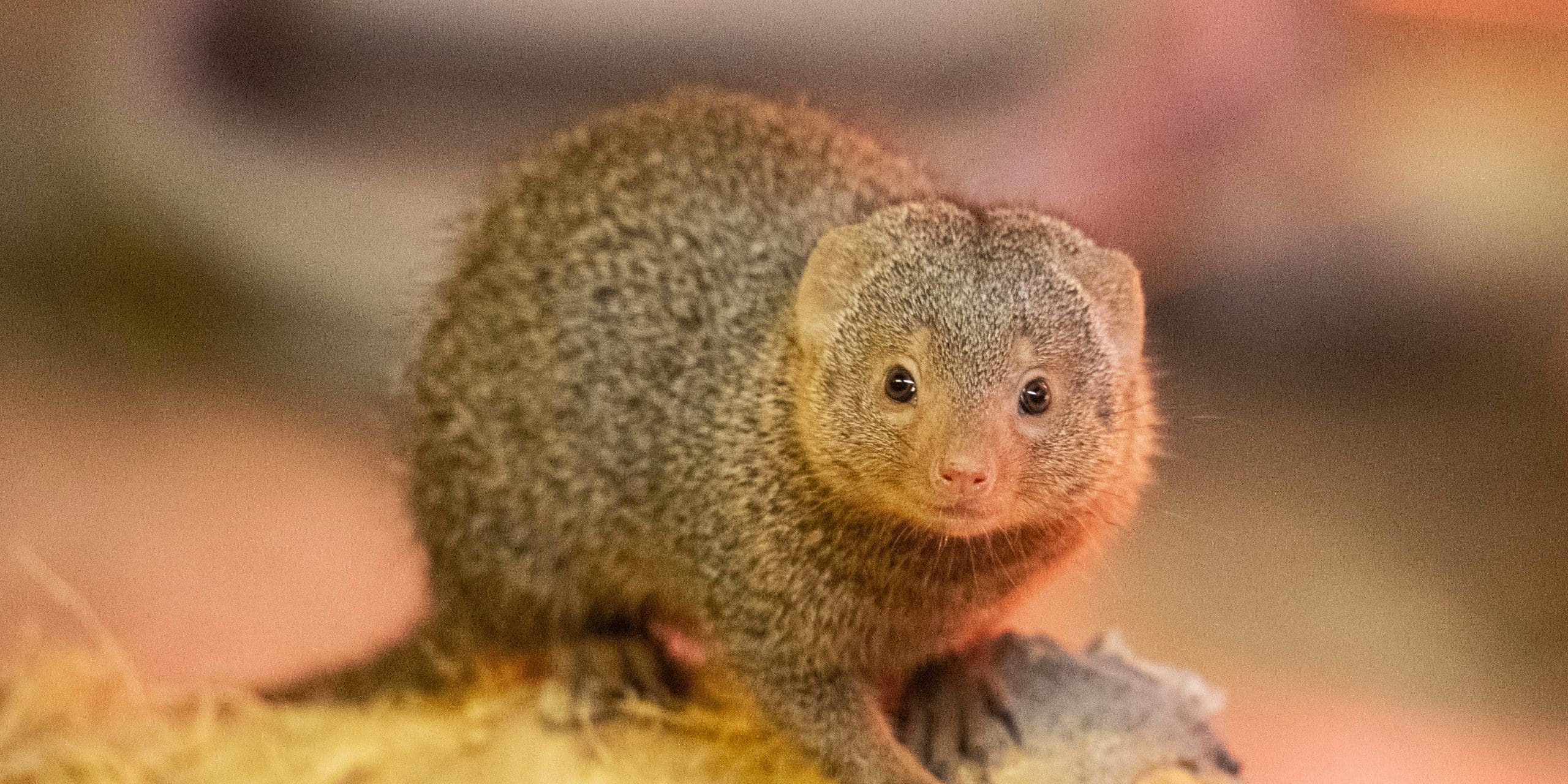 250901 newquay zoo dwarf mongoose bc hr 1 scaled