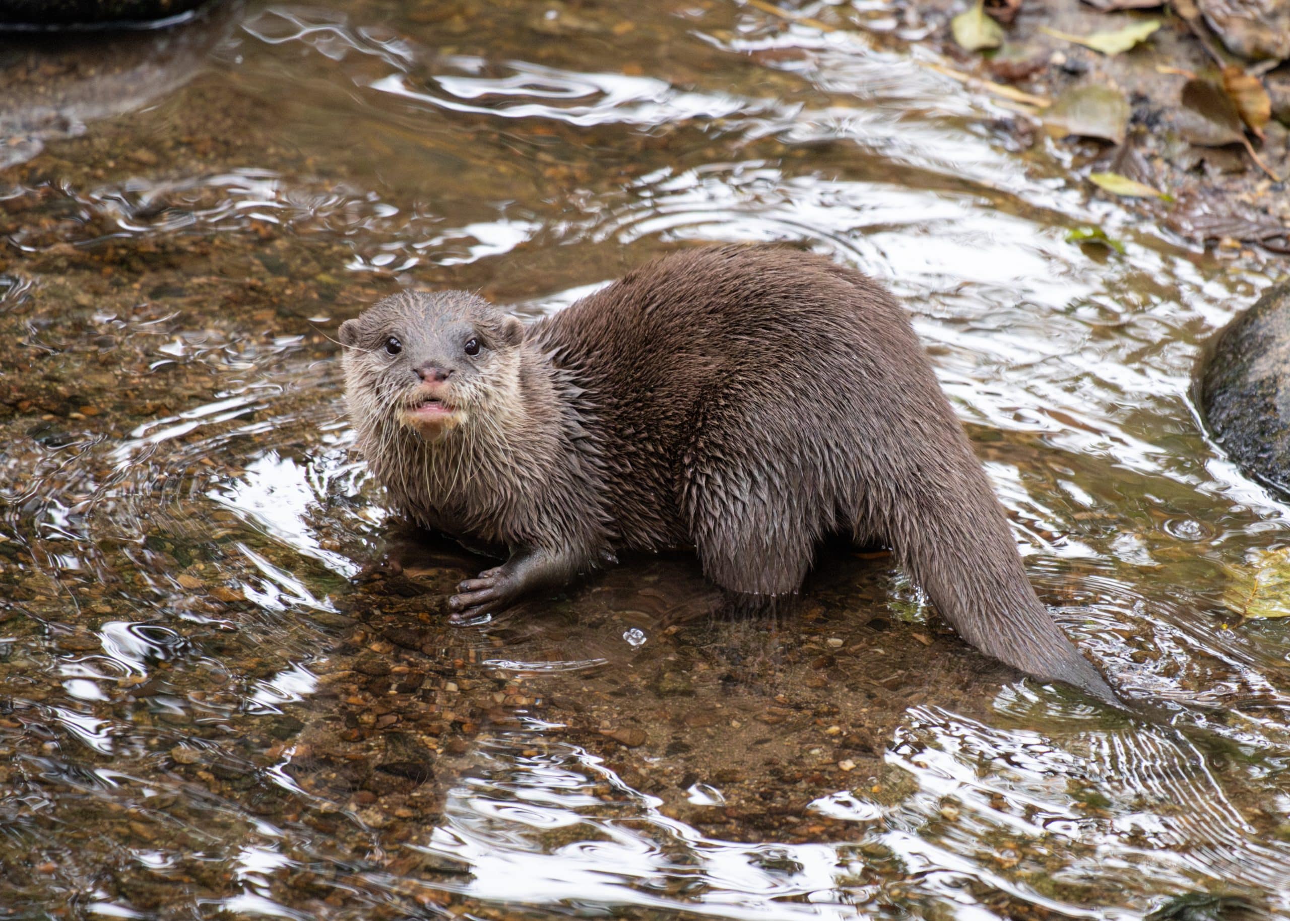 251014 NZ Asian Short Clawed Otter Tamale BC HR 4 scaled
