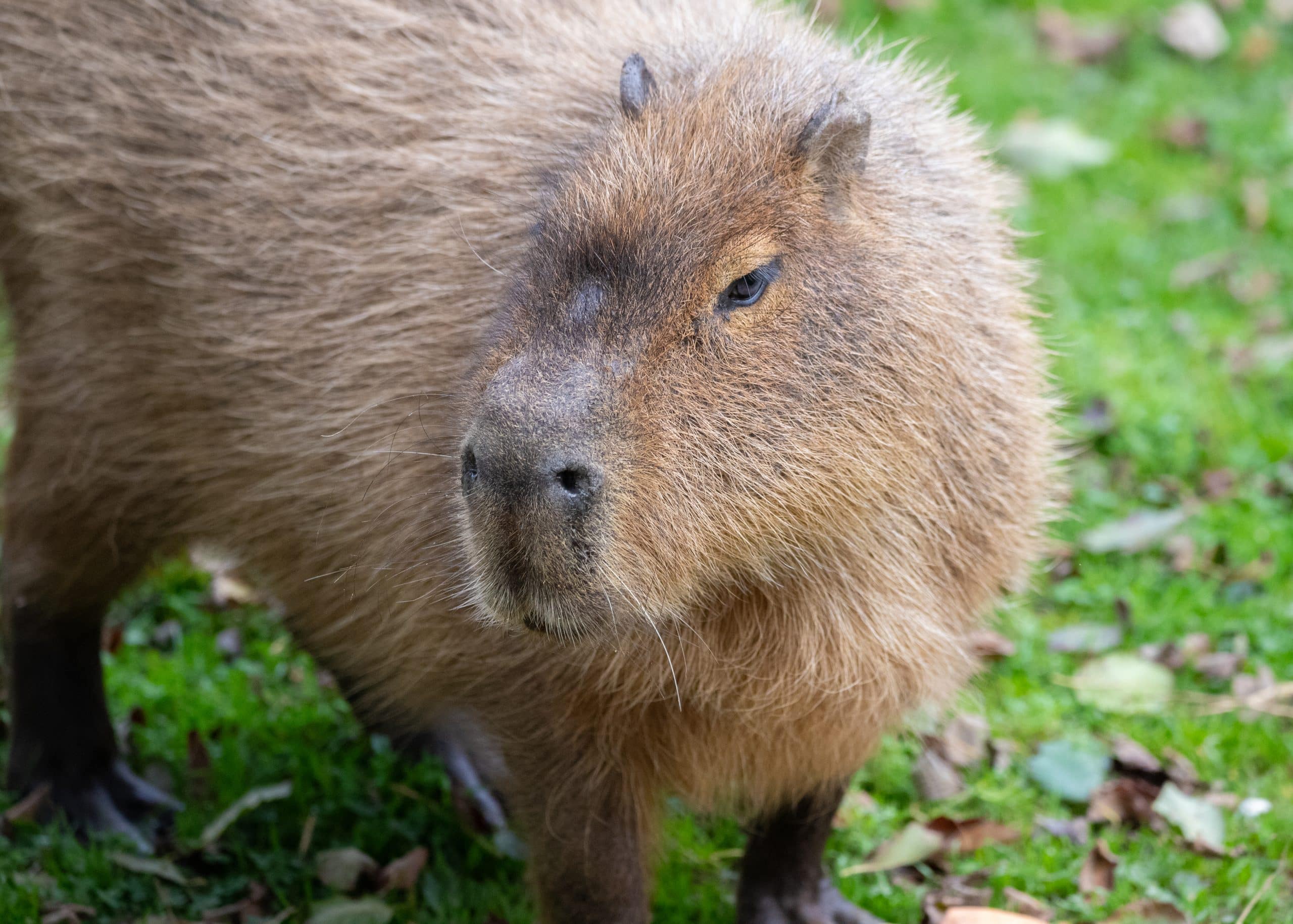251014 NZ Capybara BC HR 4 scaled