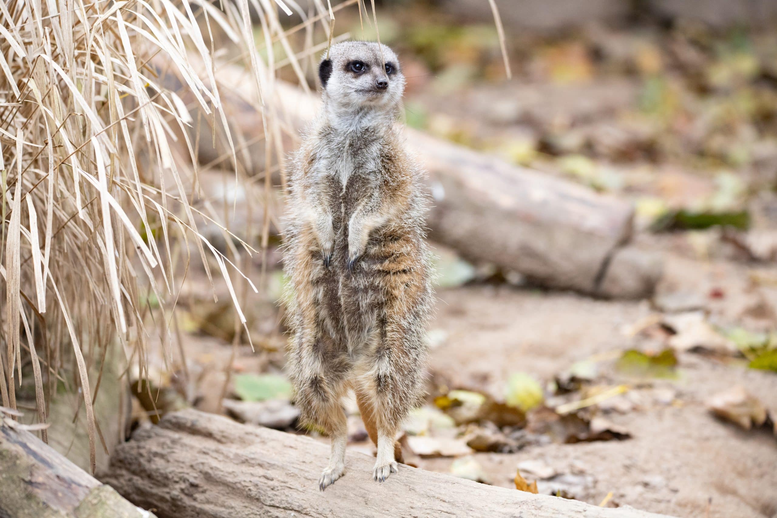 251014 NZ Meerkat BC HR 2 scaled