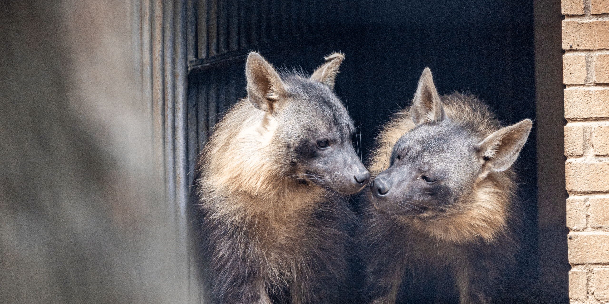 Desktop 250901 Newquay Zoo Brown Hyena Pair Farah Adaci 2 scaled