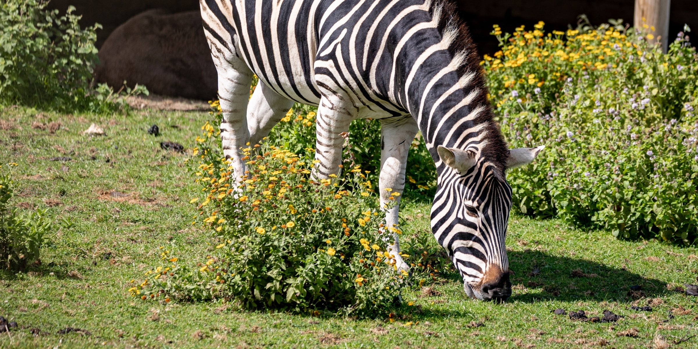 Desktop 250901 Newquay Zoo Chapmans Zebra Farah Adaci 4