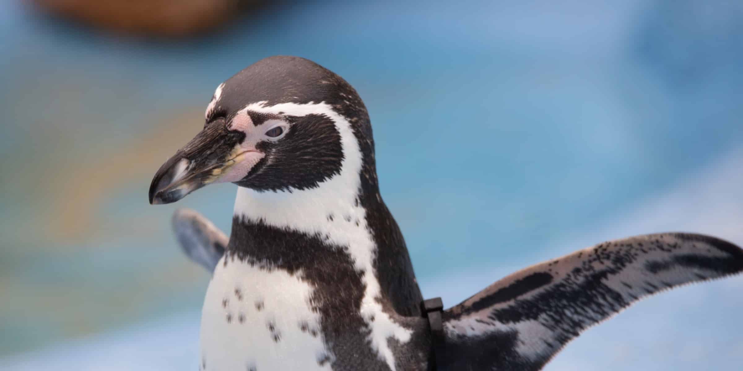 Desktop 251014 NZ Humboldt Penguin BC HR 20