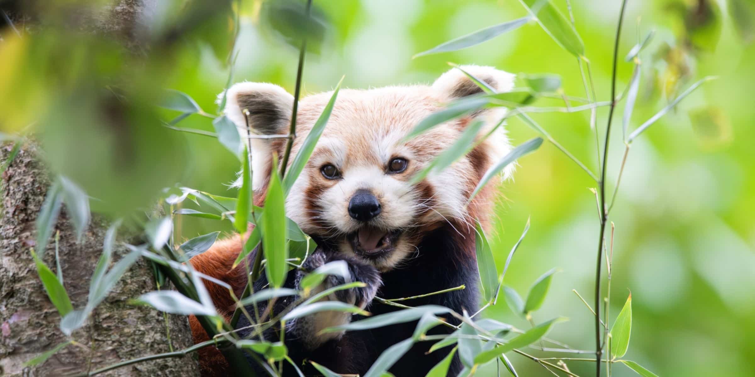 Desktop 251014 NZ Red Panda BC HR 2